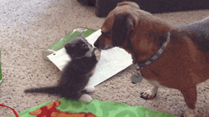 Honden GIF. Dieren Vis Gifs Hond Yikes Vangst Overstroming 
