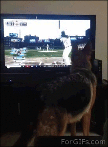 Honden GIF. Dieren Gifs Hond Slalom 