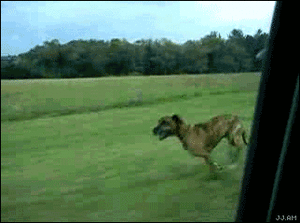 Honden GIF. Dieren Gifs Hond Dans 