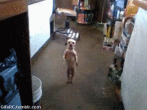 Honden GIF. Dieren Gifs Hond Oud 