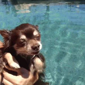 Honden GIF. Dieren Gifs Hond Verbazingwekkend 