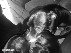 Honden GIF. Dieren Hersenen Gifs Hond Lus Gelukkig 