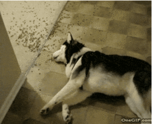 Honden GIF. Dieren Puppy Gifs Hond 
