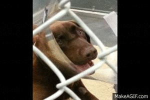 Honden GIF. Dieren Vis Gifs Hond Yikes Vangst Overstroming 