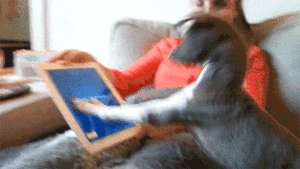 Honden GIF. Dieren Puppy Gifs Hond 