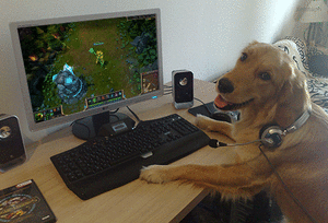 Honden GIF. Dieren Kat Gifs Hond Katje 