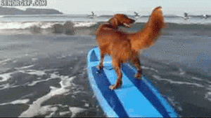 Honden GIF. Dieren Gifs Hond Overwinning Surfing 