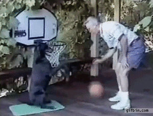 Honden GIF. Dieren Zonnebril Gifs Hond Jumping 