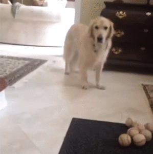 Honden GIF. Dieren Tong Gifs Hond 