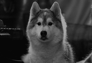 Honden GIF. Dieren Gifs Hond Likken 