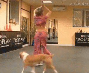 Honden GIF. Dieren Gifs Hond Doge Stoppen 