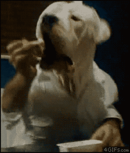 Honden GIF. Dieren Kat Gifs Hond Mislukken 