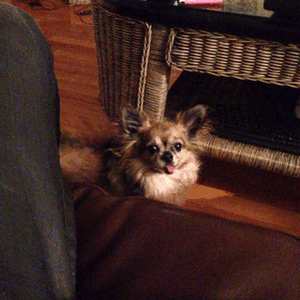 Honden GIF. Dieren Gifs Hond 