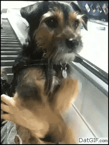 Honden GIF. Dieren Jongen Gifs Hond 
