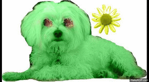 Honden GIF. Dieren Jongen Gifs Hond 