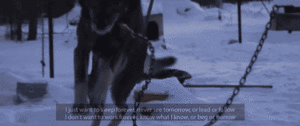 Honden GIF. Dieren Bioscoop Gifs Hond Hachiko 