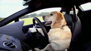 Honden GIF. Dieren Gifs Hond Gelukkig Hemel 