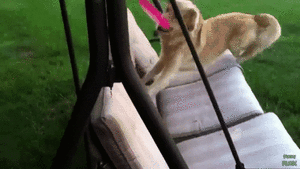 Honden GIF. Dieren Puppy Gifs Hond Schudden 