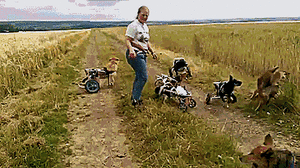 Honden GIF. Dieren Zwemmen Gifs Hond Teckel 