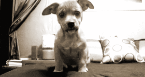 Honden GIF. Dieren Gifs Hond Aandrijving Omwtsyo 