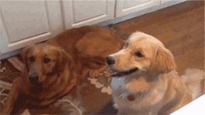 Honden GIF. Dieren Gifs Hond Ontvangst 