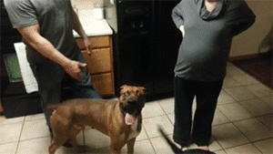 Honden GIF. Dieren Gifs Hond Verbazingwekkend 