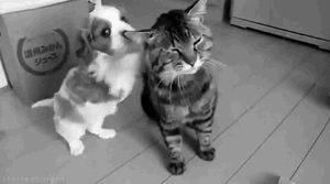 Honden GIF. Dieren Gifs Hond Zoute+krakeling 
