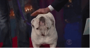 Honden GIF. Dieren Gifs Hond Knipperen Spaghetti 