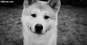 Honden GIF. Dieren Gifs Hond Jumping 