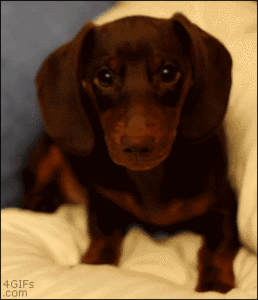 Honden GIF. Dieren Schattig Gifs Hond Opgewonden 