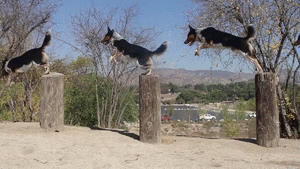 Honden GIF. Dieren Muis Gifs Hond Wtf Speelbal 