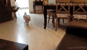 Honden GIF. Dieren Gifs Hond Mopshond Verrassing 