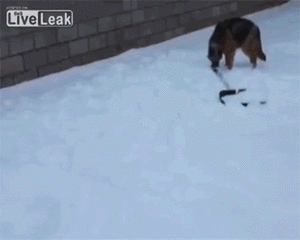 Honden GIF. Dieren Gifs Hond Kind Tand Trekt 