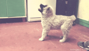 Honden GIF. Dieren Hersenen Gifs Hond Lus Gelukkig 