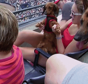 Honden GIF. Dieren Kat Gifs Hond Mislukken 