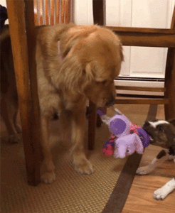 Honden GIF. Dieren Puppy Gifs Hond 