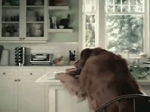 Honden GIF. Dieren Gifs Hond Wat Geschokt 
