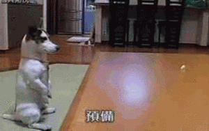 Honden GIF. Dieren Gifs Hond Mislukken Frisbee 