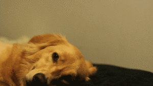 Honden GIF. Dieren Voedsel Gifs Hond Gluiperig 