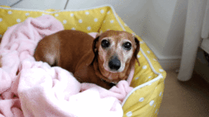 Honden GIF. Dieren Vis Gifs Hond Yikes Vangst Overstroming 