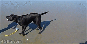 Honden GIF. Dieren Gifs Hond 