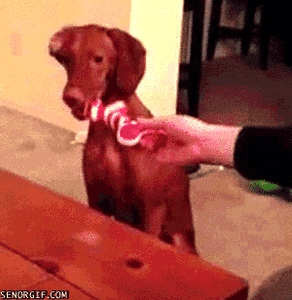 Honden GIF. Dieren Puppy Gifs Hond Pitbull 