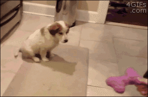 Honden GIF. Dieren Gifs Hond Jumping 