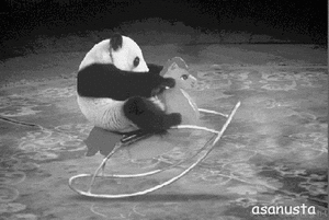 Honden GIF. Dieren Grappig Schattig Gifs Hond Lopend 