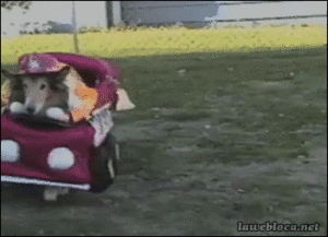 Honden GIF. Dieren Jongen Gifs Hond 