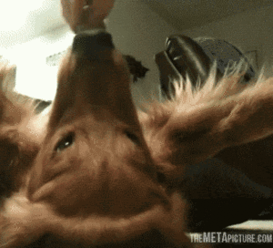 Honden GIF. Dieren Gifs Hond Jumping 