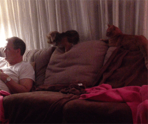 Honden GIF. Dieren Puppy Gifs Hond Hees 