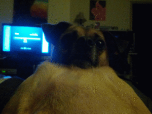 Honden GIF. Dieren Puppy Gifs Hond 