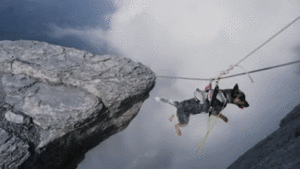 Honden GIF. Dieren Gifs Hond Skateboard 