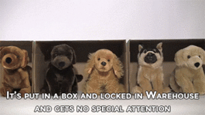 Honden GIF. Dieren Gifs Hond Laser Been Wijzer 